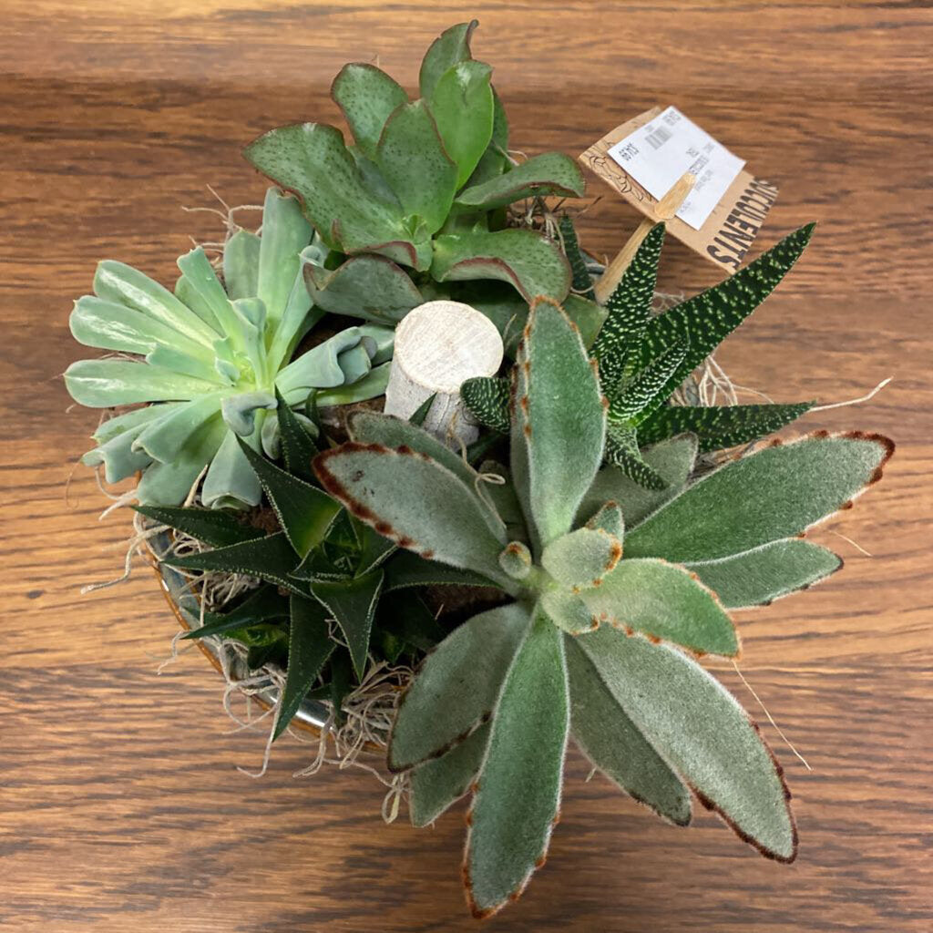 5 SUCCULENTS IN PLANTER - TEAL